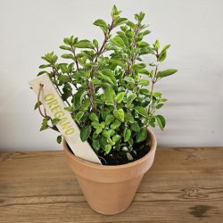 Plantepinde i keramik