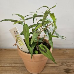 Plantepinde i keramik